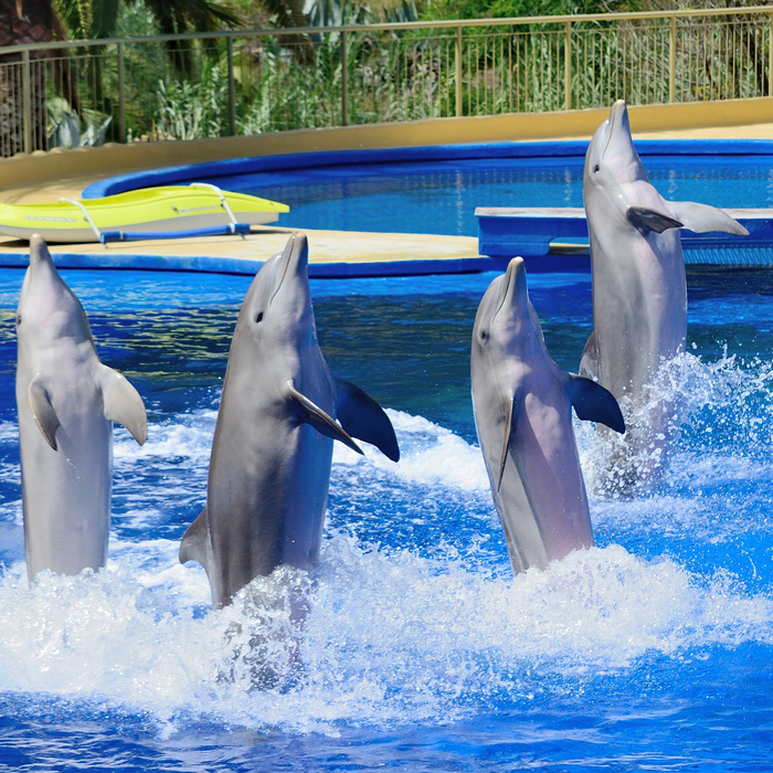 Dolphin Show