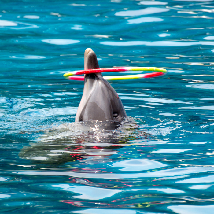 Dolphin Show