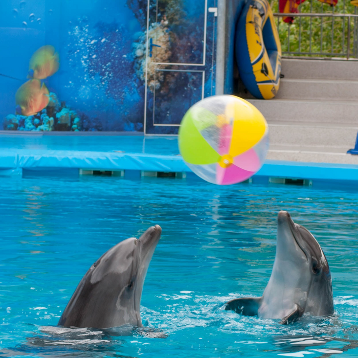 Dolphin Show