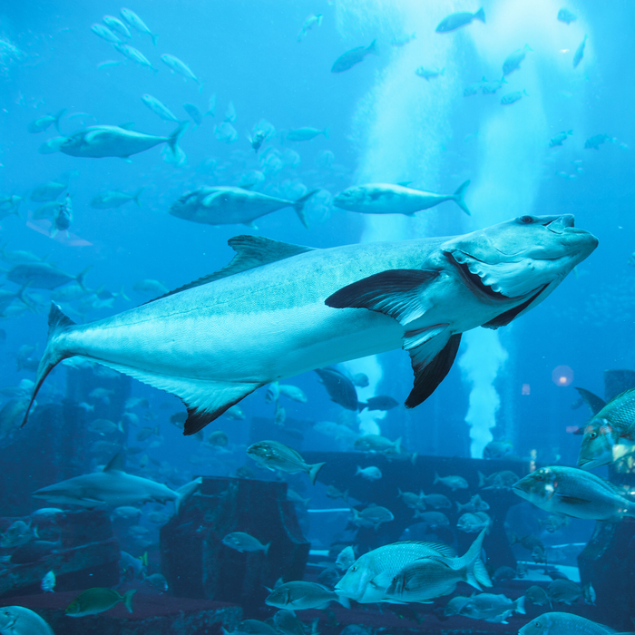 Dubai Aquarium and Underwater Zoo