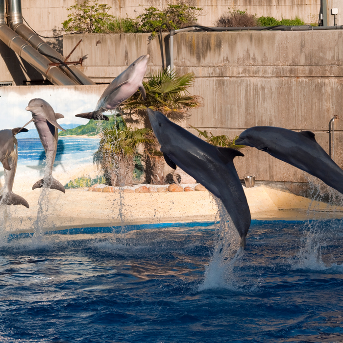 Dolphin Show