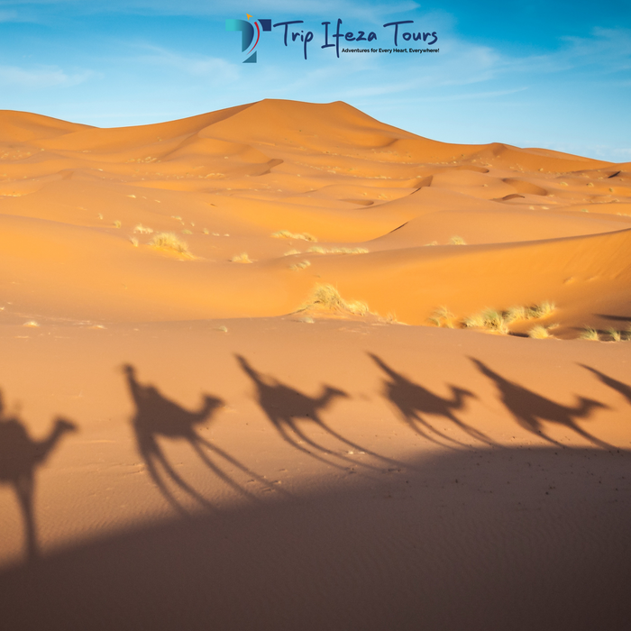 Desert Safari + Dhow Cruise Dinner