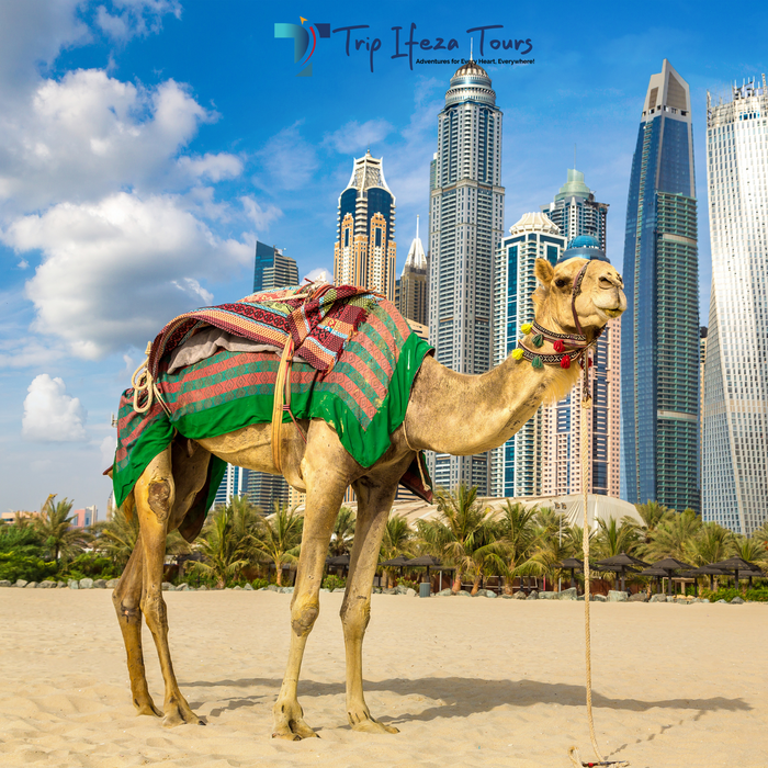 Dubai Camel Riding Tours
