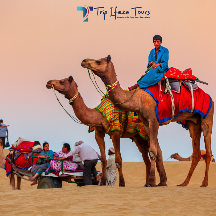 Dubai Camel Riding Tours