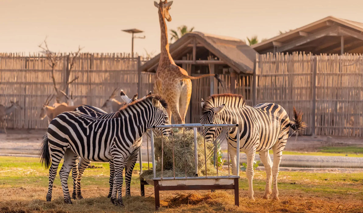 Dubai Safari Park Day Pass – Explore Wildlife Wonders for One Adult