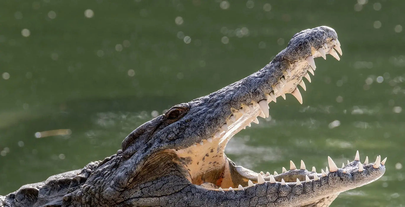 Dubai Crocodile Park Entry Ticket – for One Adult